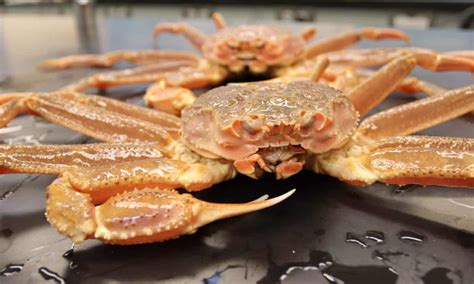 Billions of snow crabs in Alaska likely vanished due to warm ocean ...