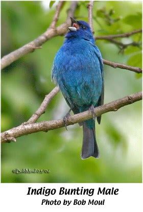 Indigo Bunting Female