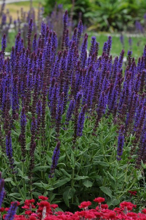 Salvia Nemorosa Lyrical™ Blues Meadow Sage From Garden Center Marketing