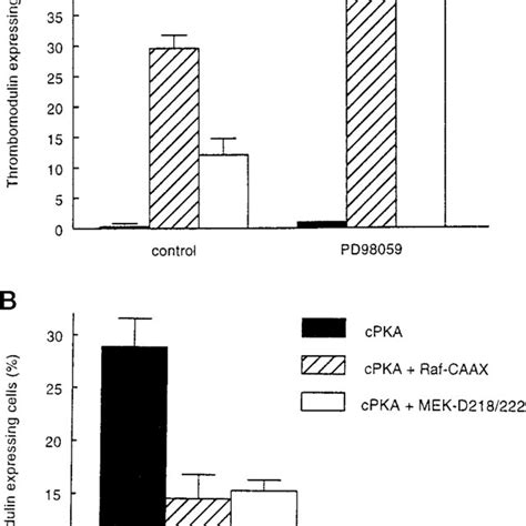 Ras Activity And Erk Phosphorylation During Ra Induced Pre