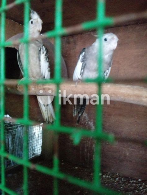 Cocktail Birds With Cage For Sale In Ratnapura City Ikman