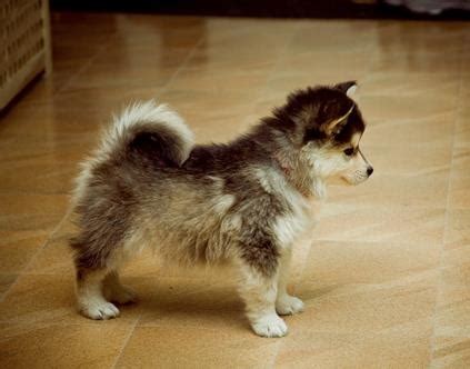 Corgsky (Corgi Husky Mix) Info, Temperament, Puppies, Pictures