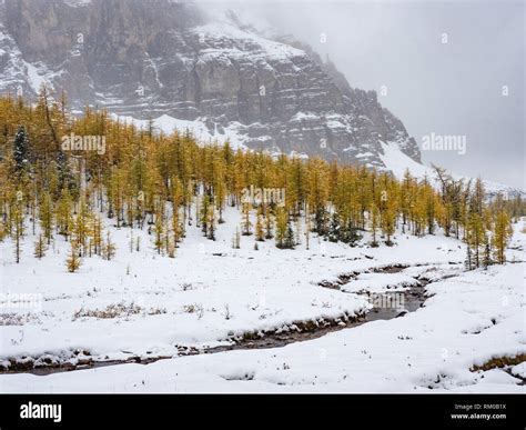 Canada Assiniboine Park Lodge Hi Res Stock Photography And Images Alamy