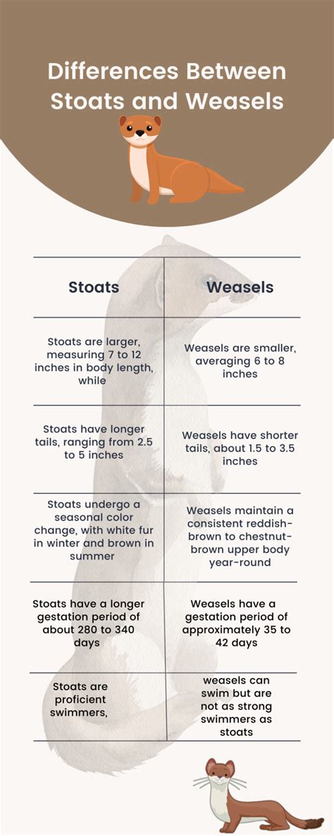 What Are The Differences Between a Stoat and a Weasel?