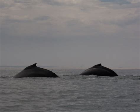 Whale watching in Avila Beach | California travel, Whale watching ...