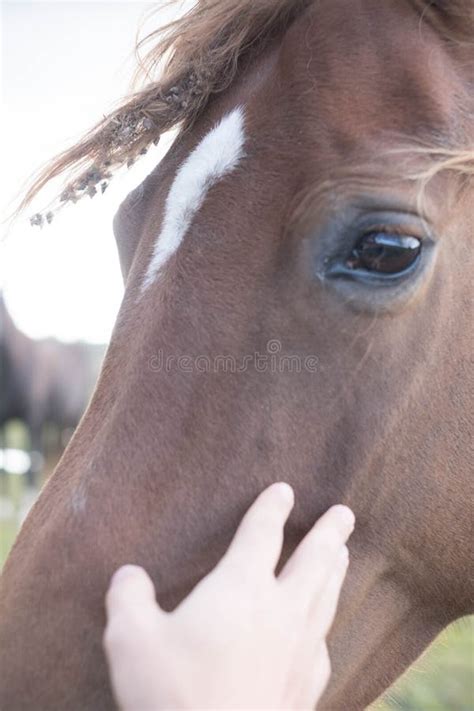 Two Horses Touch Noses Stock Photo Image Of Love Ranch 32871926