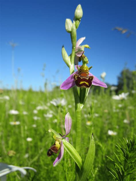 Bee Orchid l Truly Remarkable Flower - Our Breathing Planet