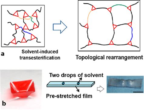 A Schematic Of Topological Rearrangement Induced By Solvent Activated