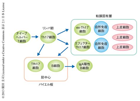 T細胞に依存性の免疫グロブリンaの誘導には腸管のパイエル板におけるth17細胞の可塑性が関与する ライフサイエンス 新着論文レビュー