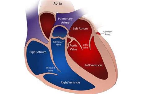 Aortic Stenosis: symptoms, causes, treatment, medicine, prevention ...