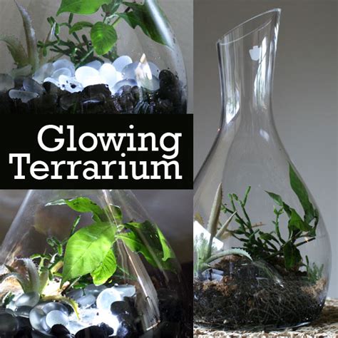 The Rainforest Garden: How to Make a Glowing Terrarium