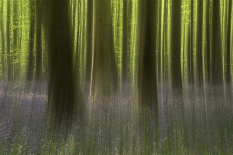 About woodland landscape photography | The Landscape Photo Guy