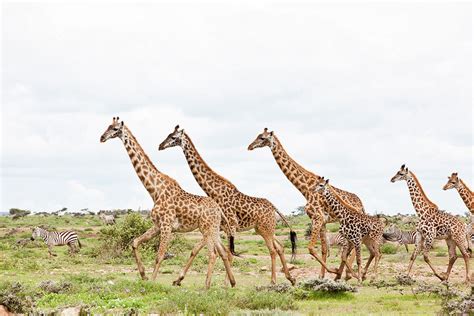 Giraffes Are Running Photograph by 1001slide - Fine Art America