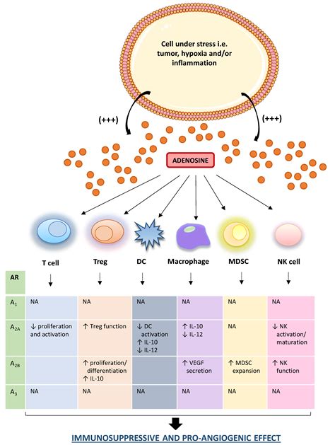 Ijms Free Full Text The Adenosine System At The Crossroads Of