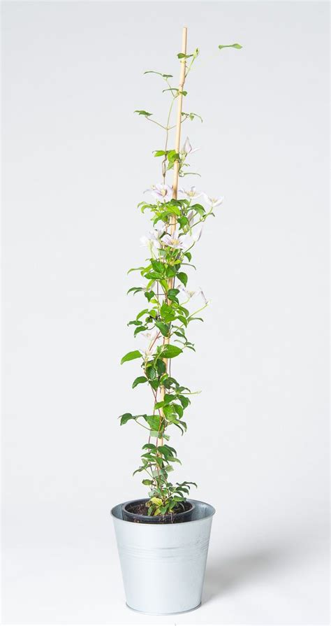 Clematis Hybriden Piilu - Waldrebe Piilu | jetzt günstig online kaufen ...