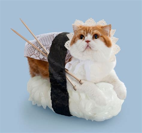 Sushi Cats, A Cute Collection of Magical Felines Resting on Sushi Rice