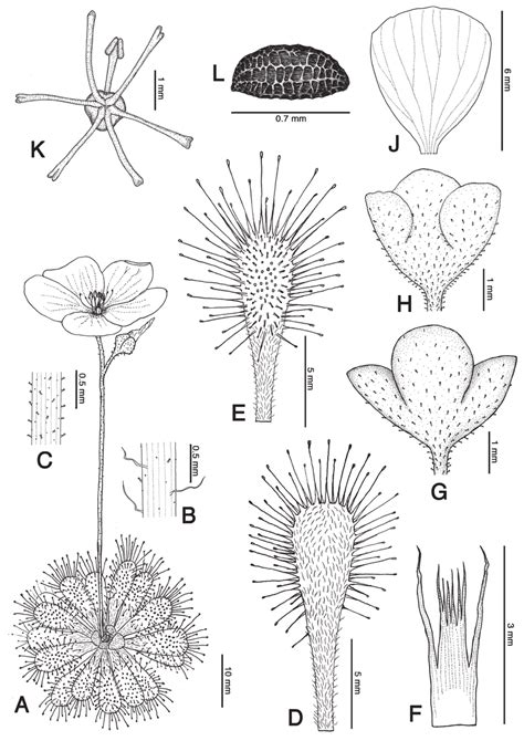 Drosera Spirocalyx A Habit B C Detail Of The Indumentum At The Download Scientific Diagram