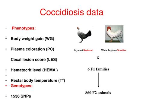 Ppt Coccidiosis Data Powerpoint Presentation Free Download Id3794188