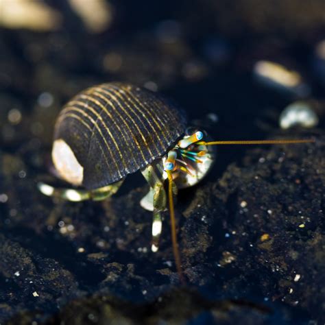 The Fab Hermit Ken Ichi Ueda Flickr