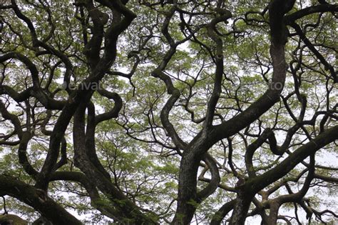 Canopy Tree In Hawaii Background Stock Photo By Reinasmyth Photodune