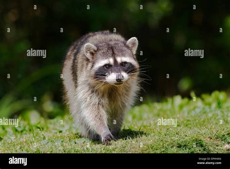 Urban Raccoons Hi Res Stock Photography And Images Alamy