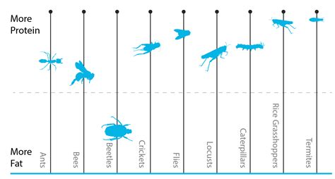 Edible Bugs And Insects Are These High Protein Critters The Future Of