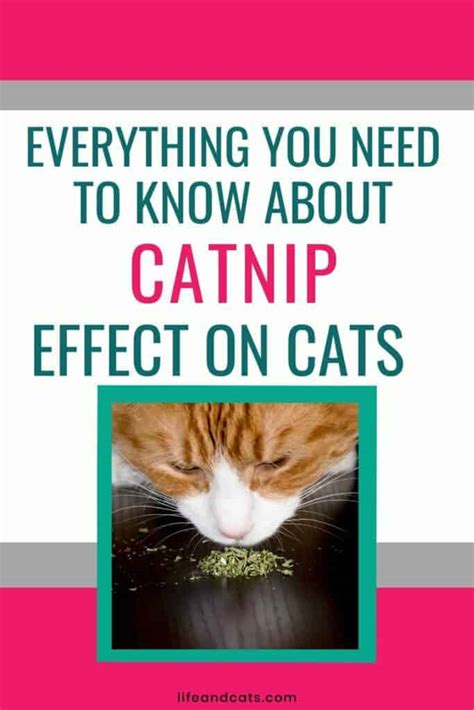 Unleashing the Fun: Explore the Relationship Between Cats and Catnip