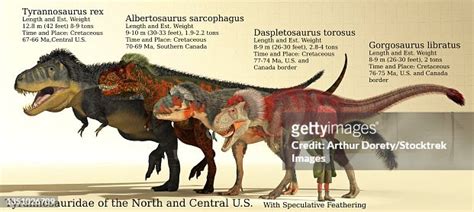 Size Reference Chart Of Various Tyrannosaurids From North Central Us