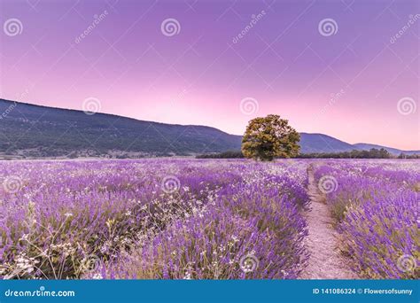 Tree In Lavender Field At Sunset In Provence France Stock Photo