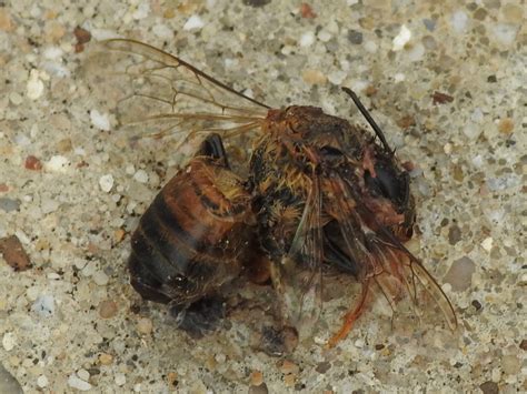 Western Honey Bee From West Meadowbrook Fort Worth TX USA On