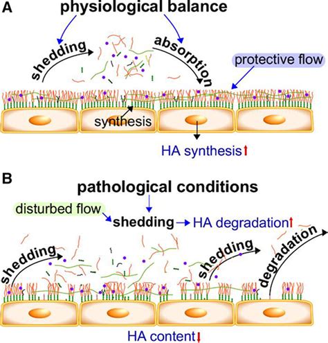 Endothelial Glycocalyx As A Shield Against Diabetic Vascular