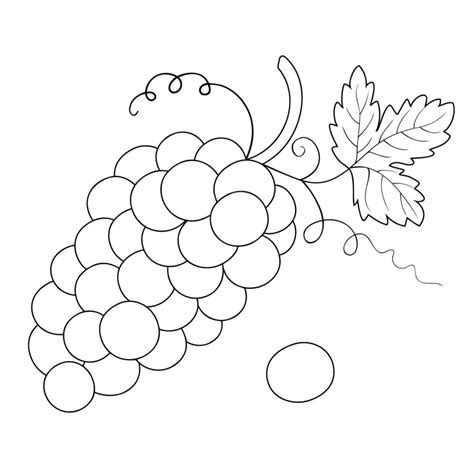 A bunch of grapes. Black and white illustration. Vector illustration ...