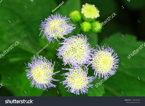 Chromolaena Odorata Flower Stock Photo (Edit Now) 1148544863