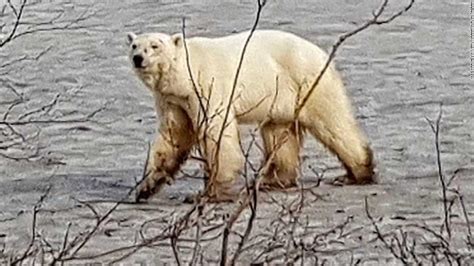 Hungry polar bear seen wandering the Russian city of Norilsk - CNN