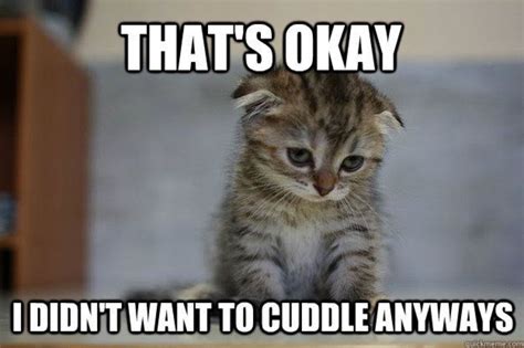 The Cutest Kitten Memes That Will Melt Your Heart