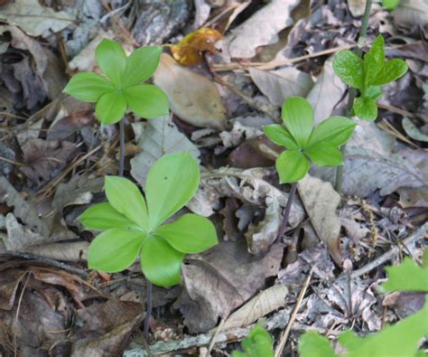 Whorled Leaf Arrangement