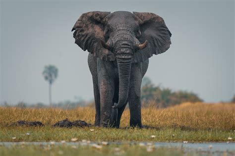 The ghost elephants haunting Angola | Journal of African Elephants