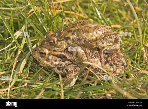 Common Toads Bufo Bufo Male And Female Mating Amongst Grass In Spring