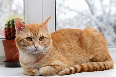 Orange Cat Sitting In The Window Animal League