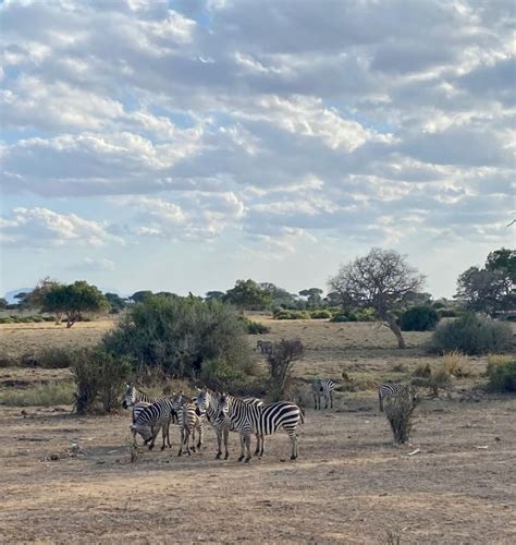 From Mombasa 6 Day Tsavo West Amboseli And Tsavo East GetYourGuide