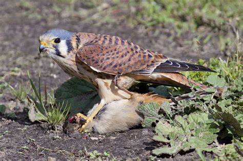 American Kestrel Falco Sparverius Natureworks