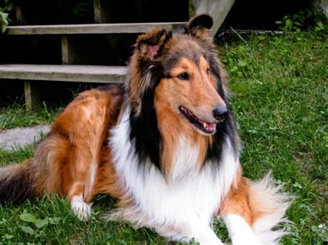 Rough Collie Info, Temperament, Lifespan, Puppies, Pictures