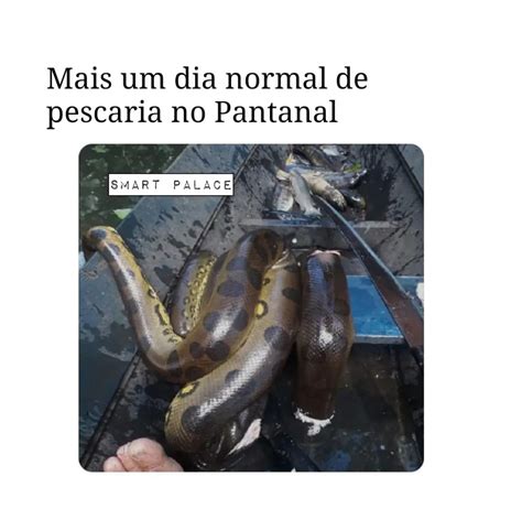 Mais Um Dia Normal De Pescaria No Pantanal Memes