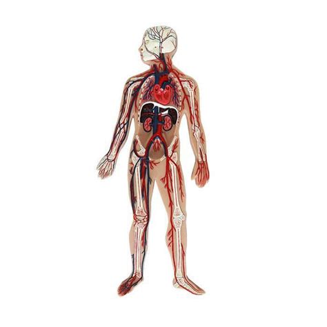 Anatomisches Modell Ganzkörper CS 03 MeiWo Science Blutgefäße