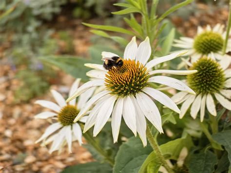 Bumblebee Coneflowers Pollination Free Photo On Pixabay Pixabay