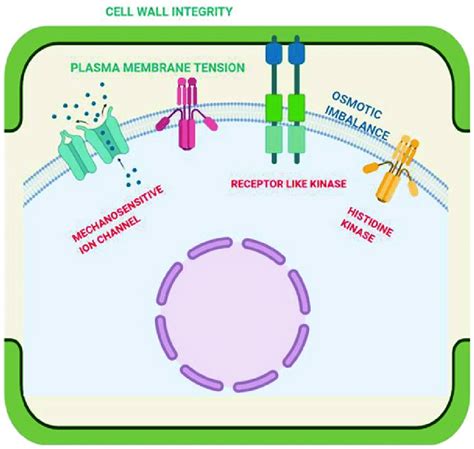 1 Molecular Models For Mechanism Of Osmosensing In Plants Download