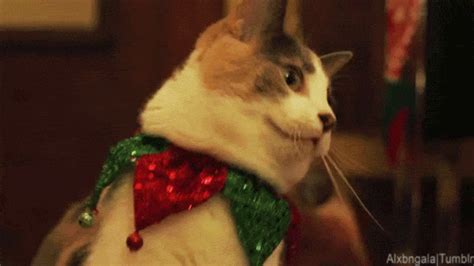 christmas cat christmas gif | WiffleGif