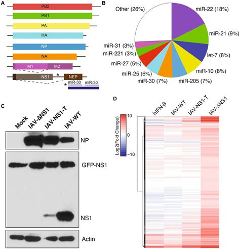 Frontiers Modulation Of Influenza A Virus Ns Expression Reveals