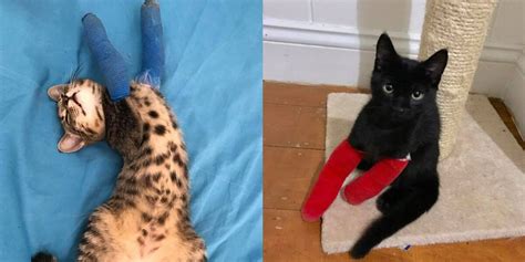 Kittens With Twisted Legs Get The Tiniest Casts The Dodo