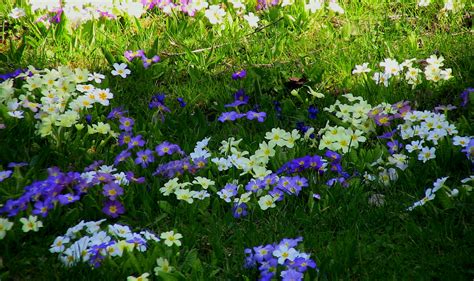 Wiese Mit Primeln Spring Flowers Wiese Mit Primel Flickr